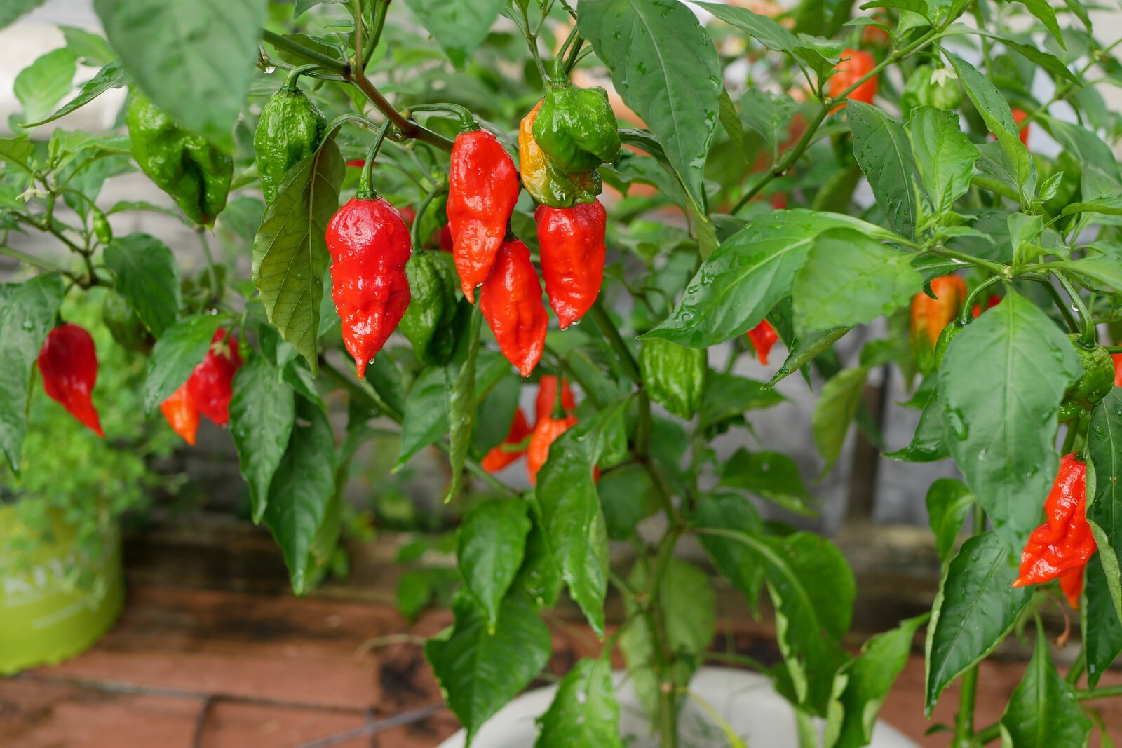 Naga Bhut Jolokia Ghost Pepper Seeds (15) / EXTREMELY SPICY / ORGANIC / RARE