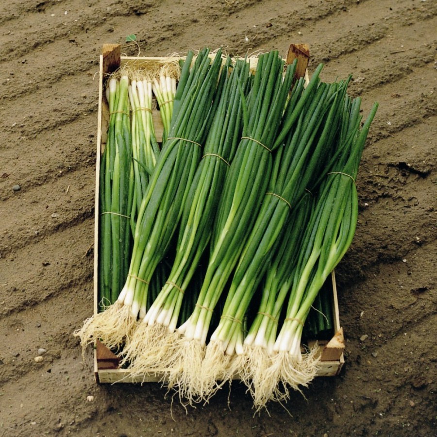 BULK TOKYO WHITE BUNCHING ONION SEEDS * 500 COUNT PKT. * MILD * CRISP * SWEET *