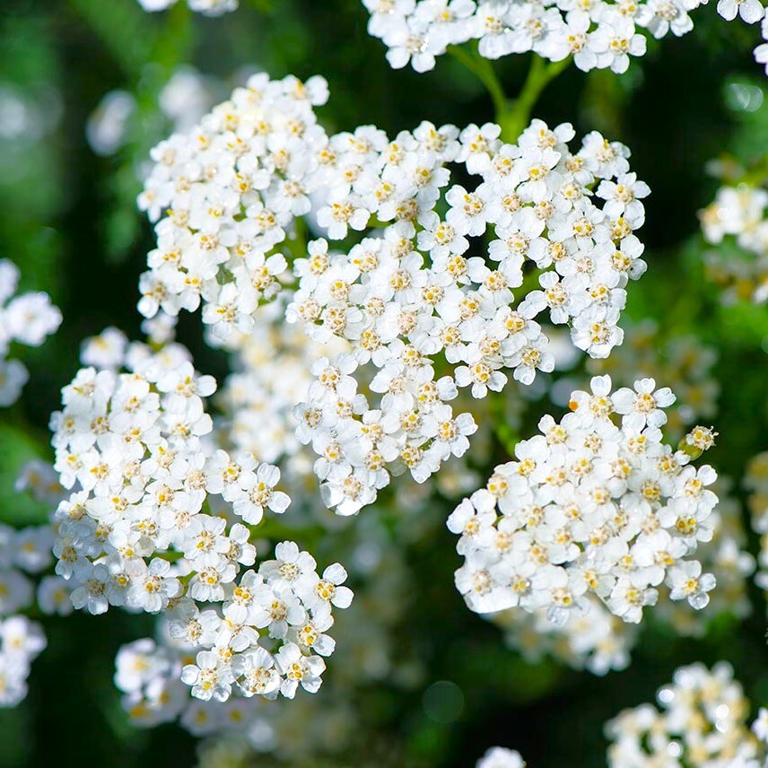 White Yarrow Seeds | Achillea Millefolium Milfoil Flower Seed 2024 Fast Shipping