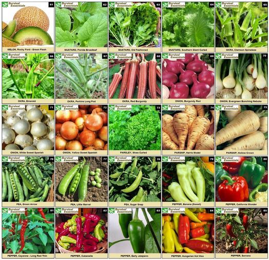 Heirloom Non Hybrid GMO Seed Organic Fruit Vegetable Disaster Emergency Garden