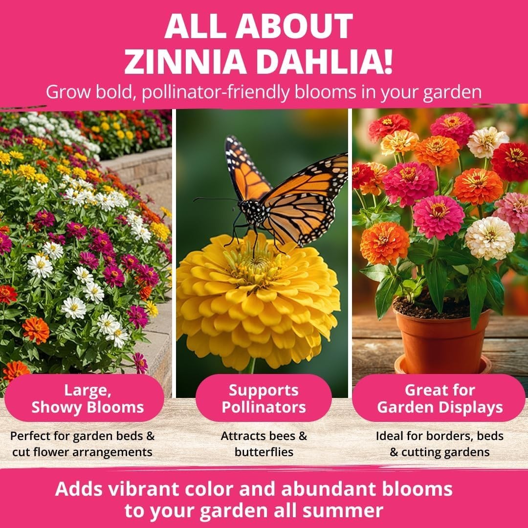 Zinnia Dahlia Seeds Pack for 2026 Non GMO 524 Flower Seeds | Vibrant Zinnia E…