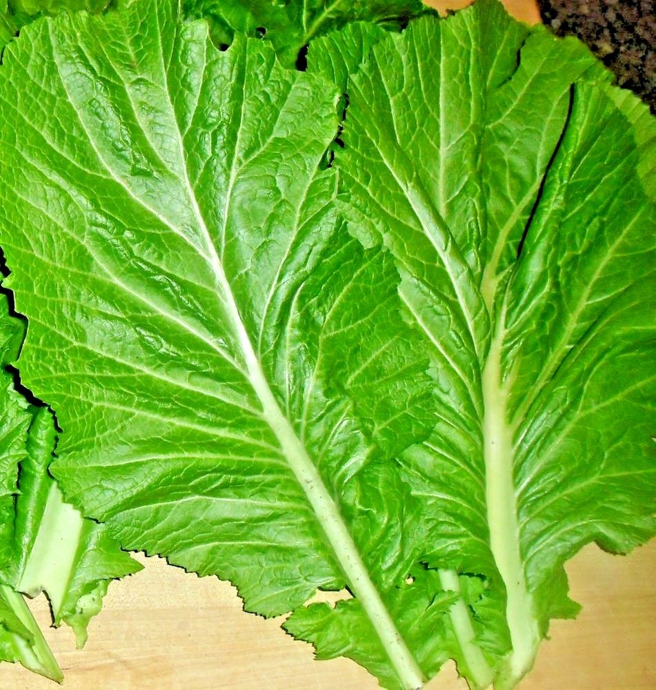 600+Florida Broadleaf MUSTARD GREENS Seeds Organic Spring Fall Garden Container