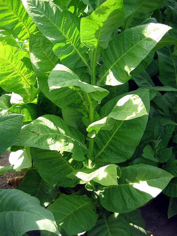 1000 Corojo 99 Tobacco Seeds ~ Wrapper Leaf Heirloom Non-GMO Nicotiana Tabacum