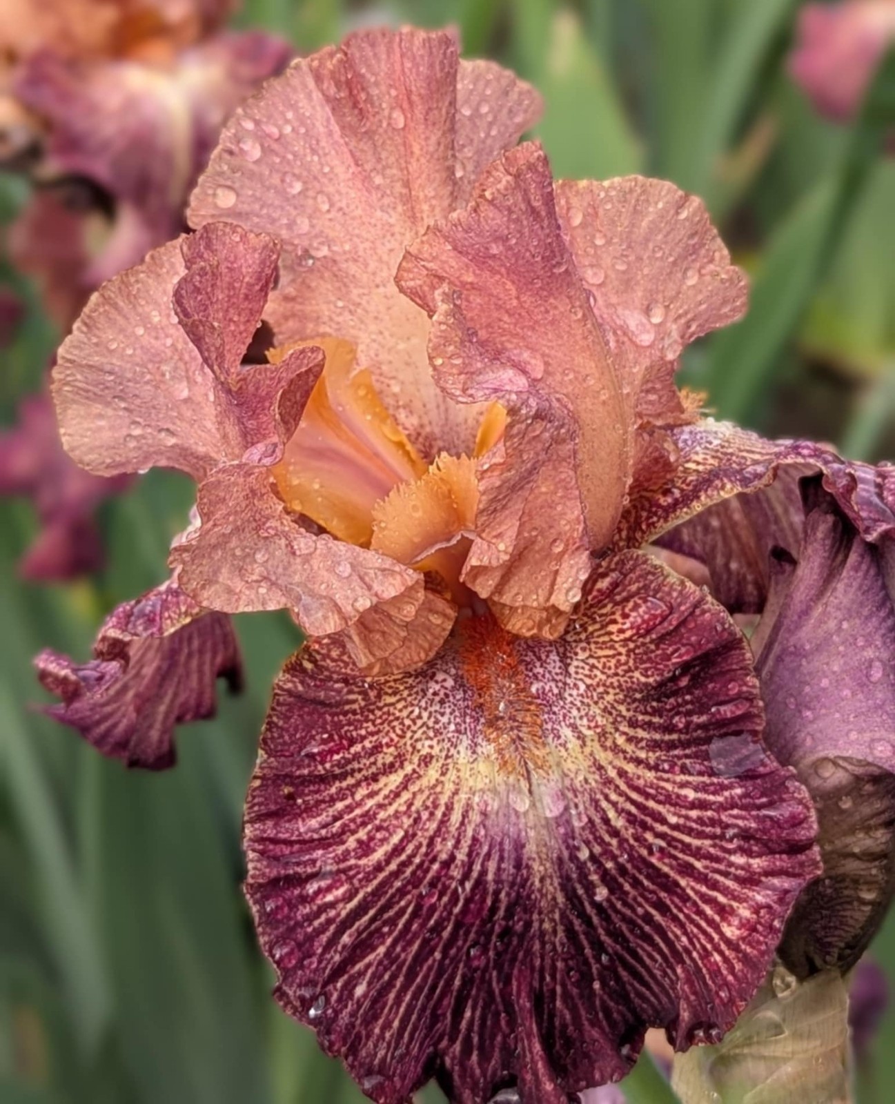 ‘Artistic Web” TB Bearded Iris Rhizome PRE-SALE to Ship Aug/Sept