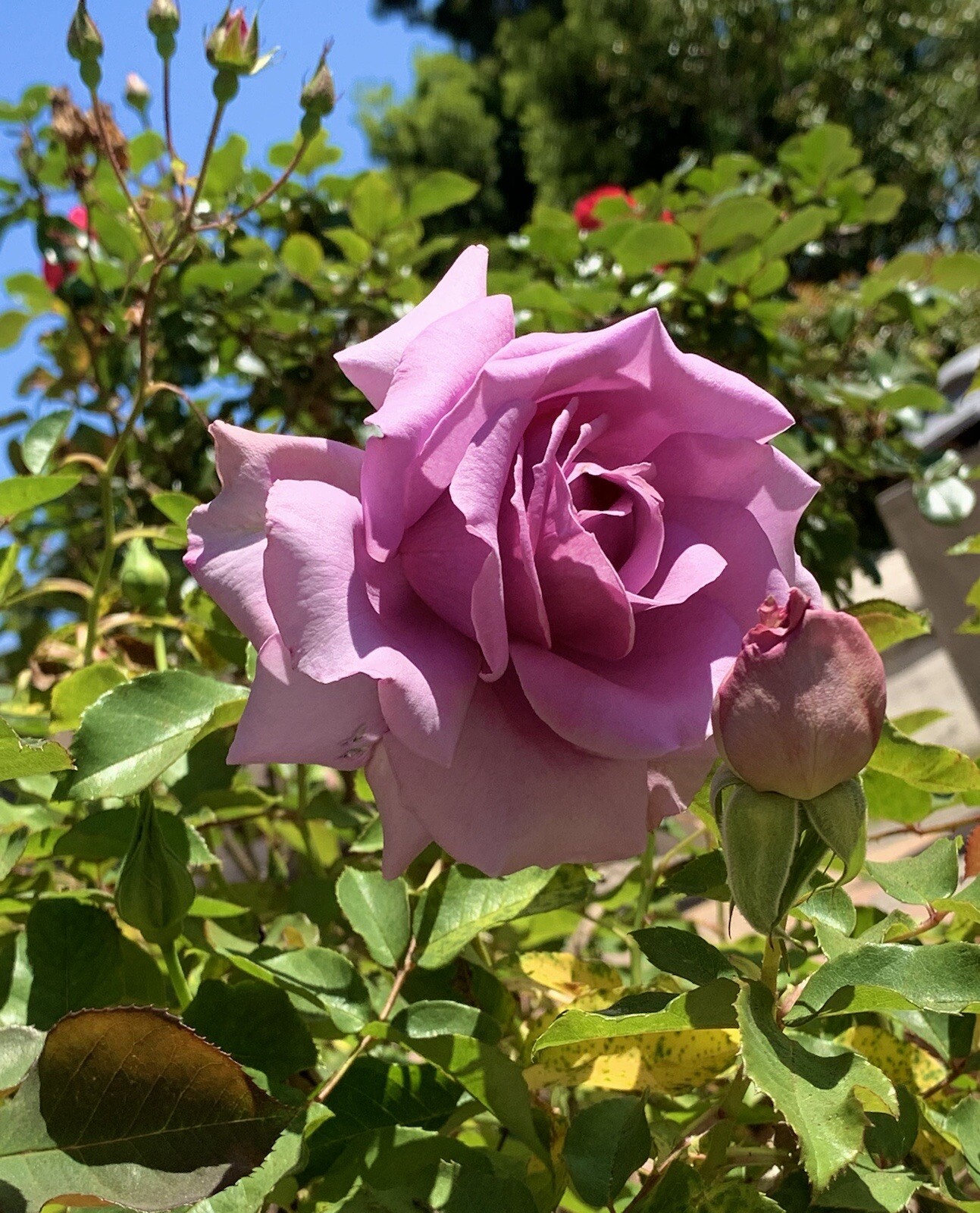 Blue Moon Rose, Hybrid Tea Rose – Large Purple-Fragrance – 10 seeds 2024 – USA