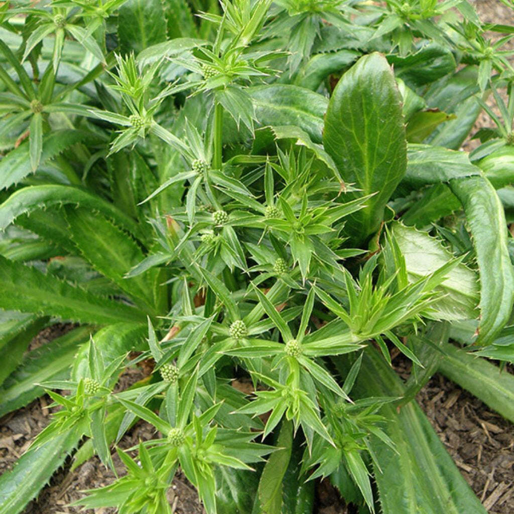 Eryngium foetidum CULANTRO – Seeds!