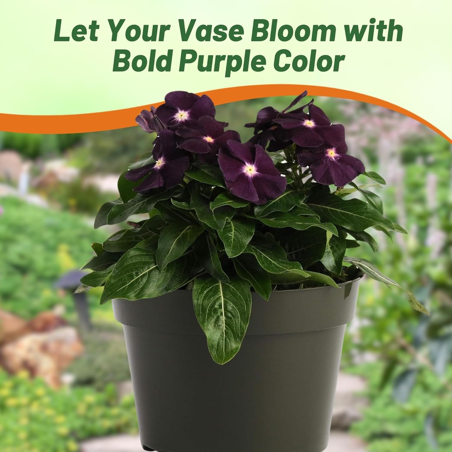 50 Seeds Dark Purple Periwinkle Vinca Seeds For Planting – Flower Seeds For