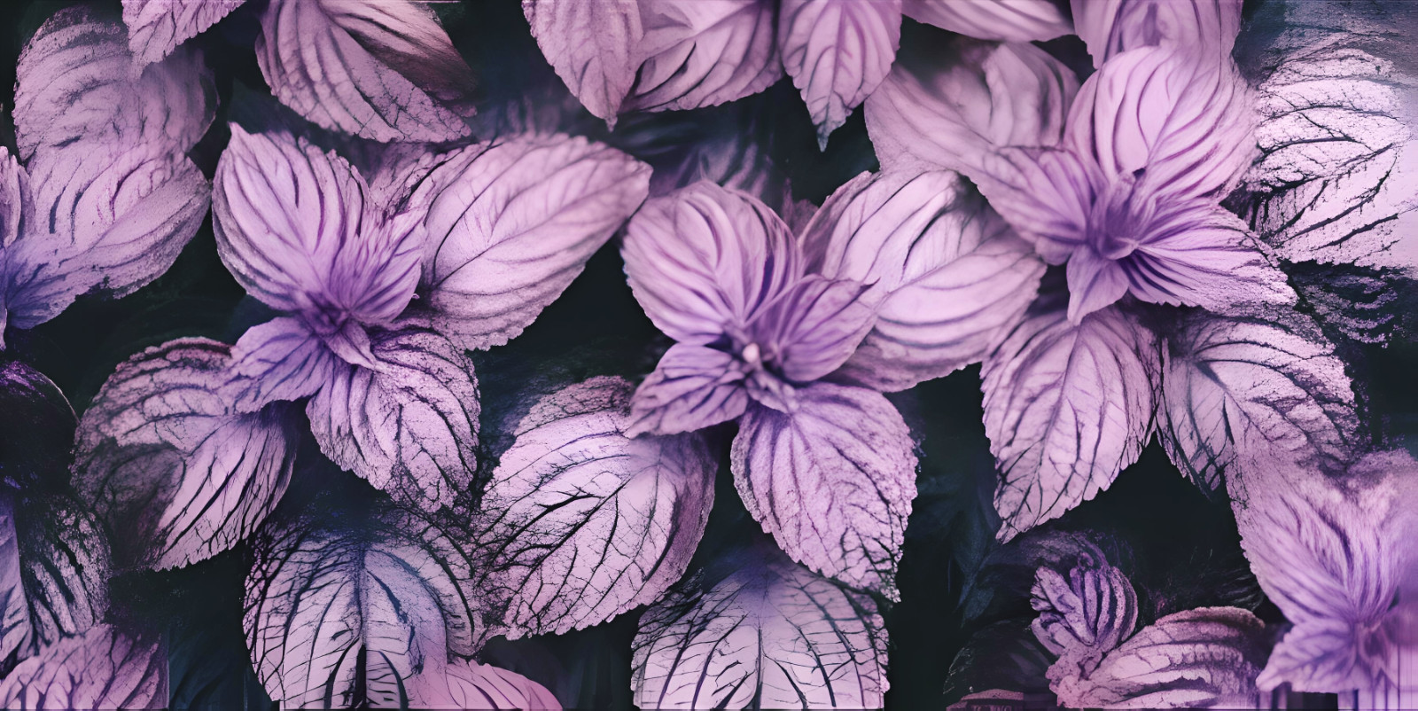 Purple Shiso Seeds, Perilla, Japanese Basil, Red Mint, ~~ 200 seeds