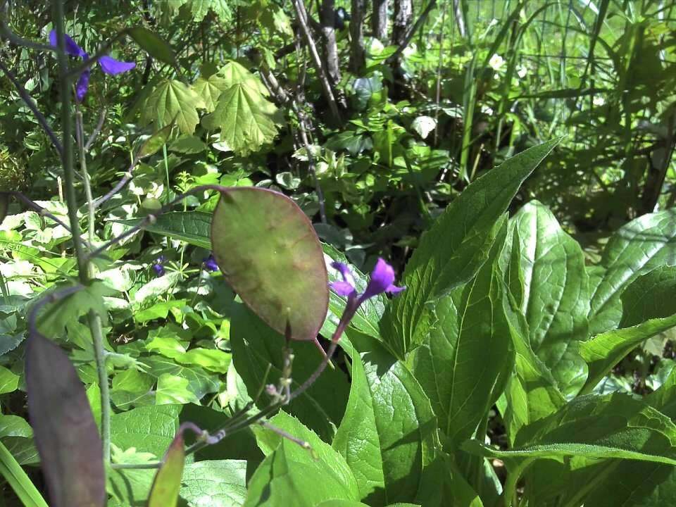 100 SEEDS MONEY PLANT LUNARIA BIENNIS