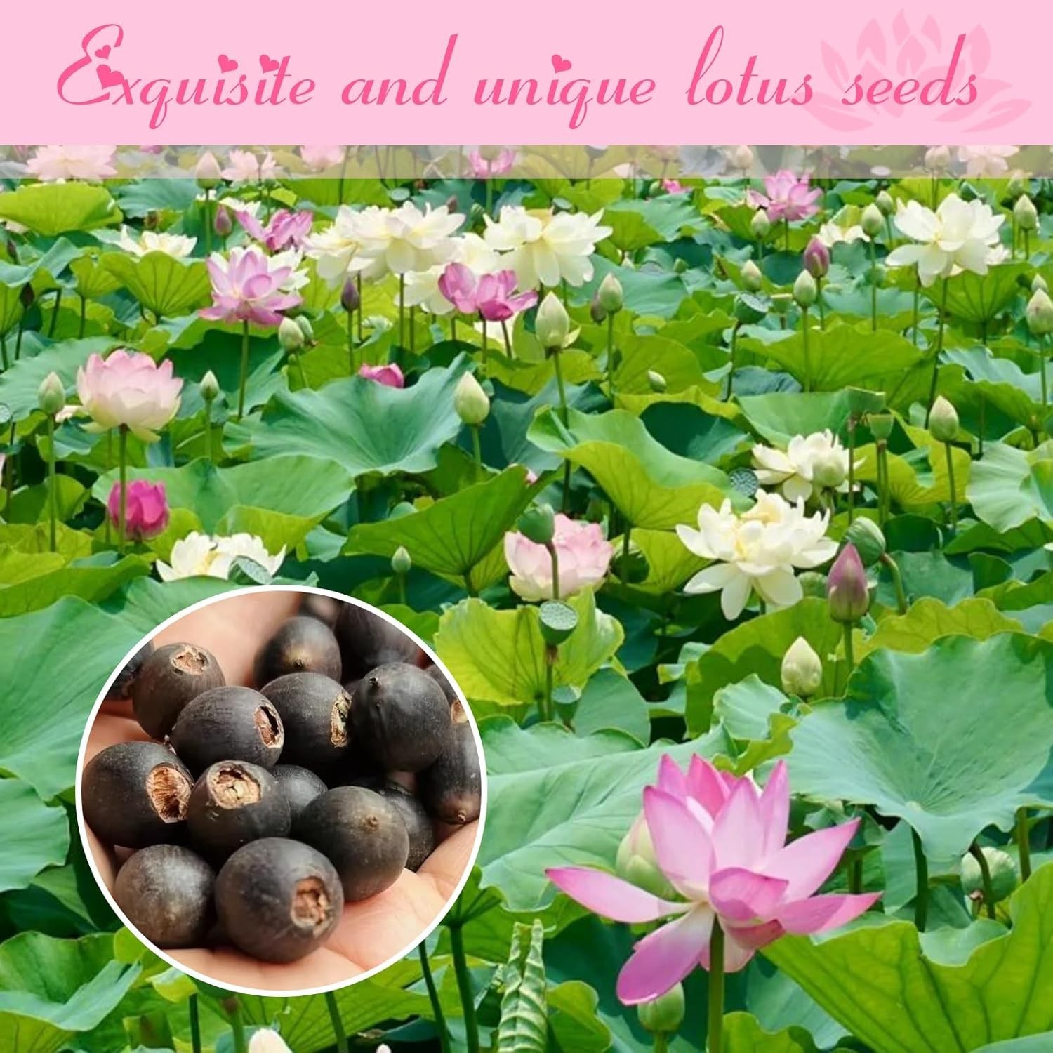 200Pcs Lotus Seeds for Planting – 10 Unique Varieties, Mixed Colors, Includes De