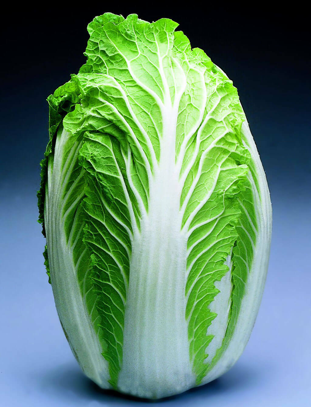 Chinese Cabbage Seed: China Express Chinese Cabbage Seeds