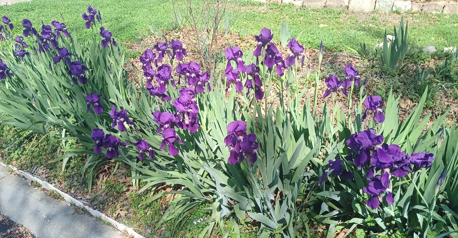 (10) TALL BEARDED IRIS RHIZOME LIVE ROOT GARDEN PLANTS SPRING PURPLE FLOWERS FUN
