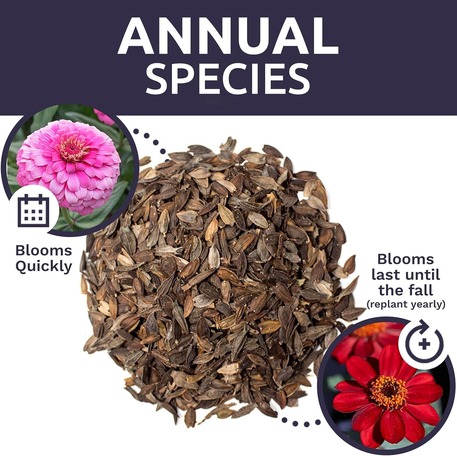 Zinnia California Giants – 1lb Bag – 48k+ Seeds
