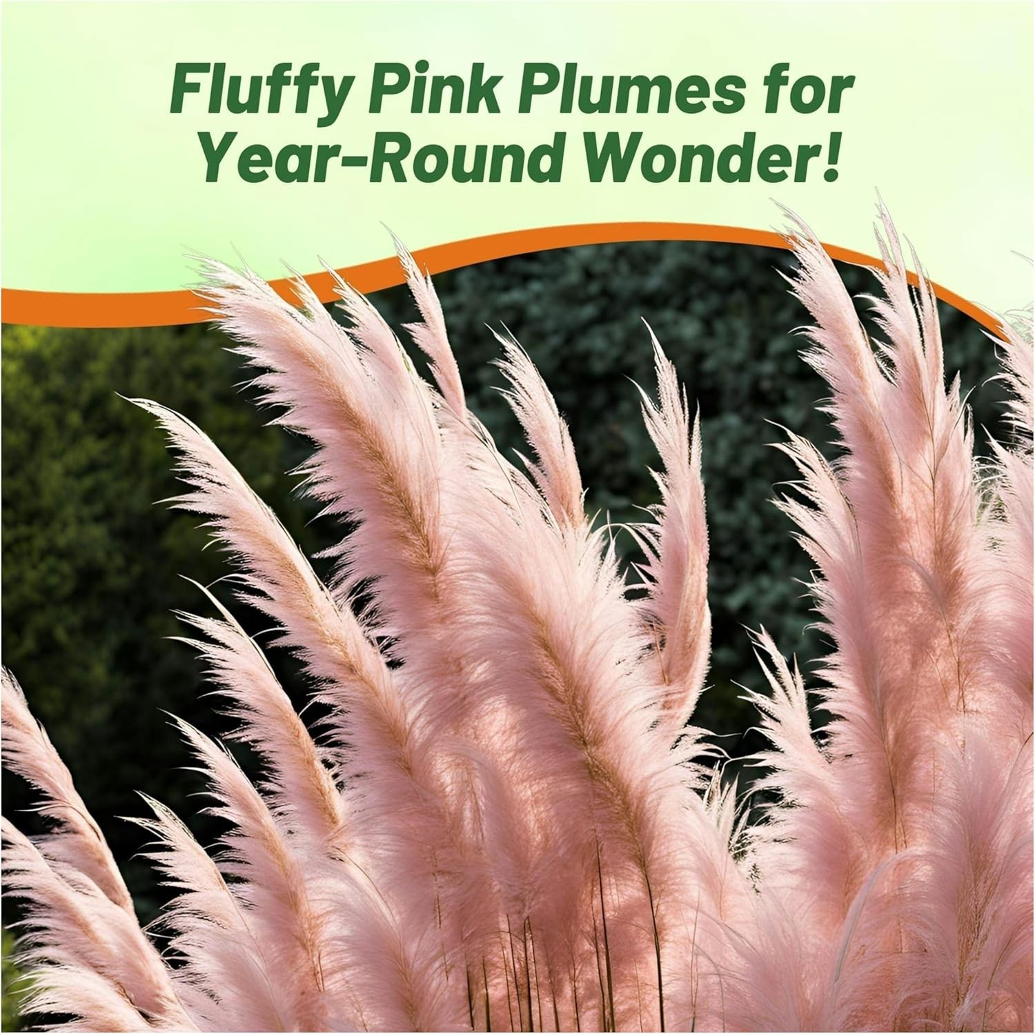 2000 Seeds Pink Pampas Drought Tolerant Ornamental Grass Plants Seed For