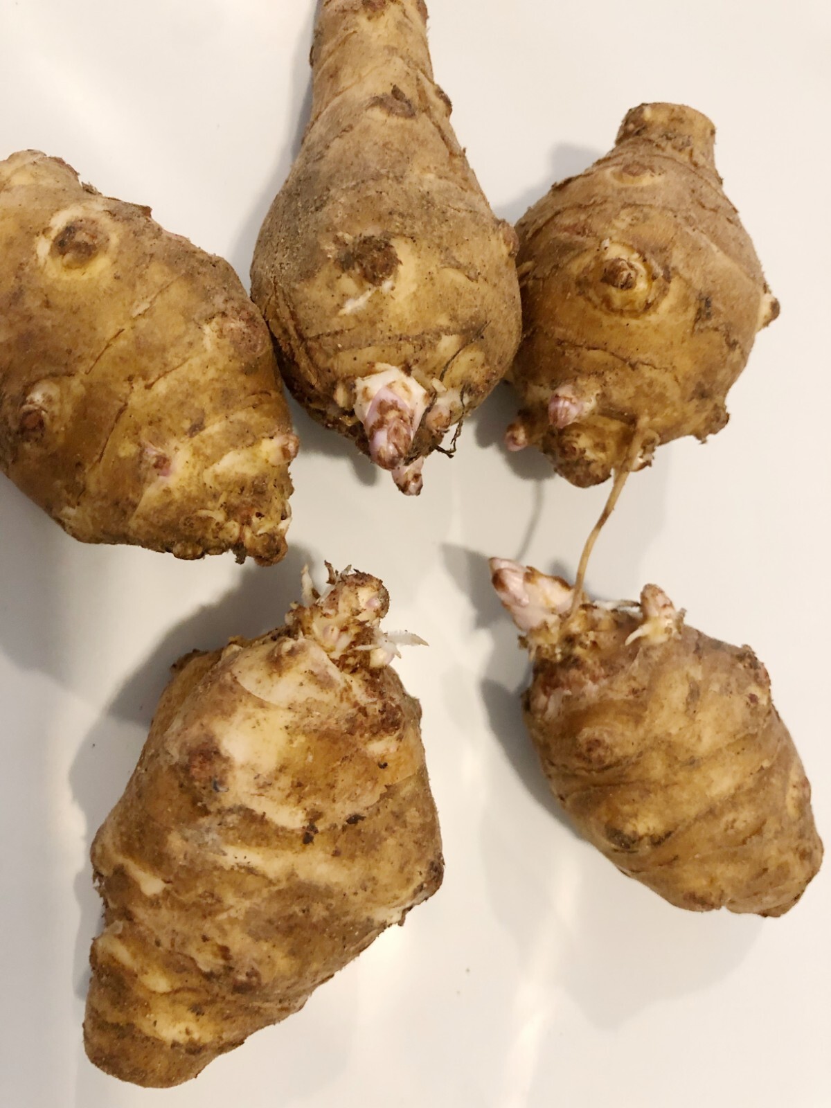 4lbs Jerusalem Artichokes AKA Sunchokes; Sunroot; Wild Sunflower