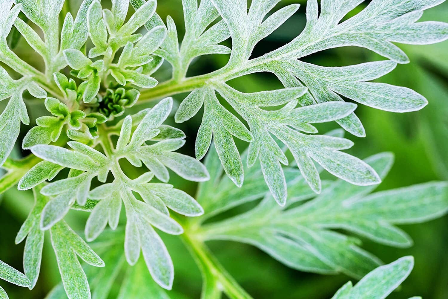 100 Absinthe Plant Seeds for Planting Common Wormwood Artemisia Absinthe