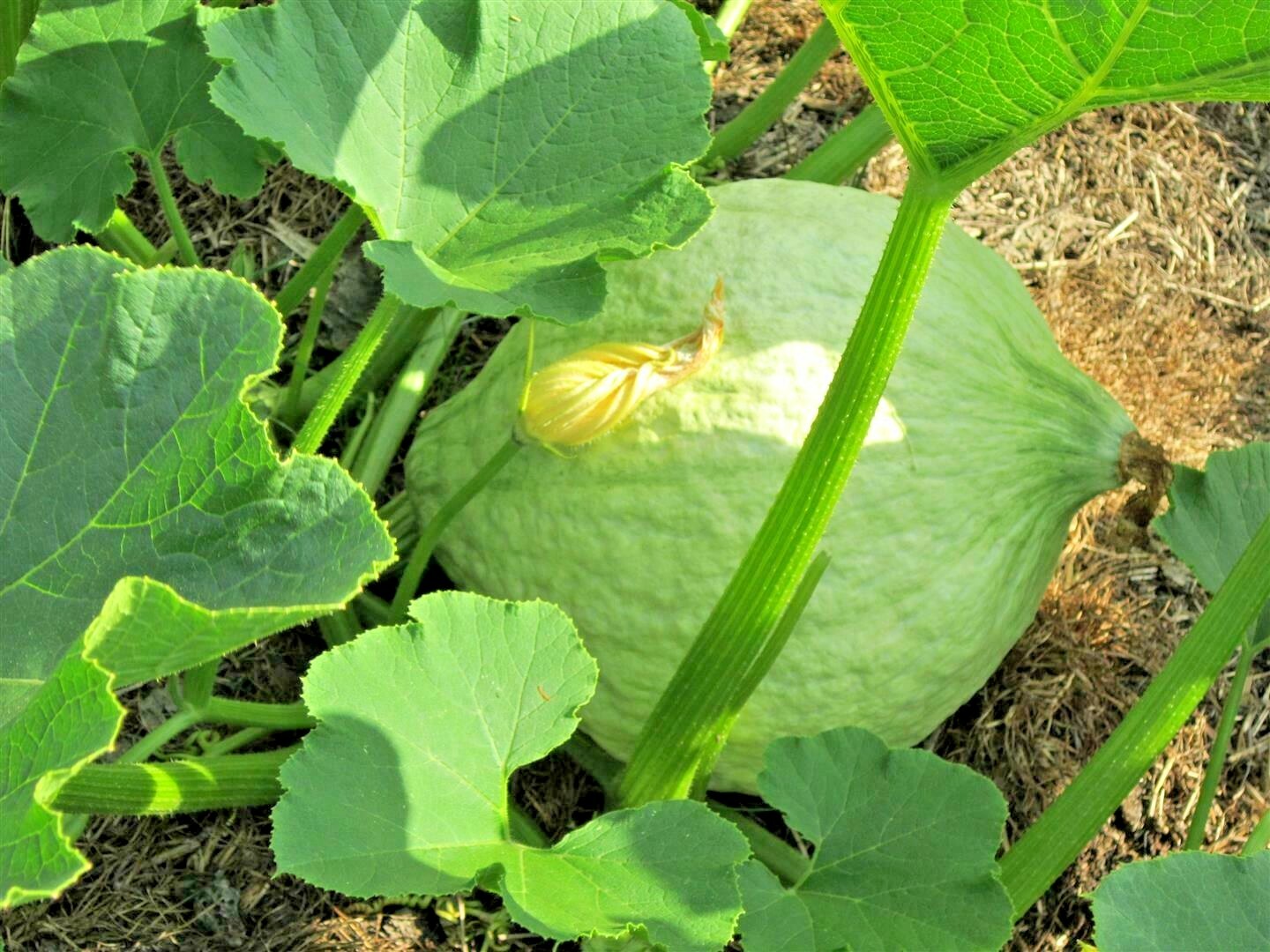 30+BLUE HUBBARD Winter Squash Seeds Heirloom Native Vegetable Sweet Potato Taste