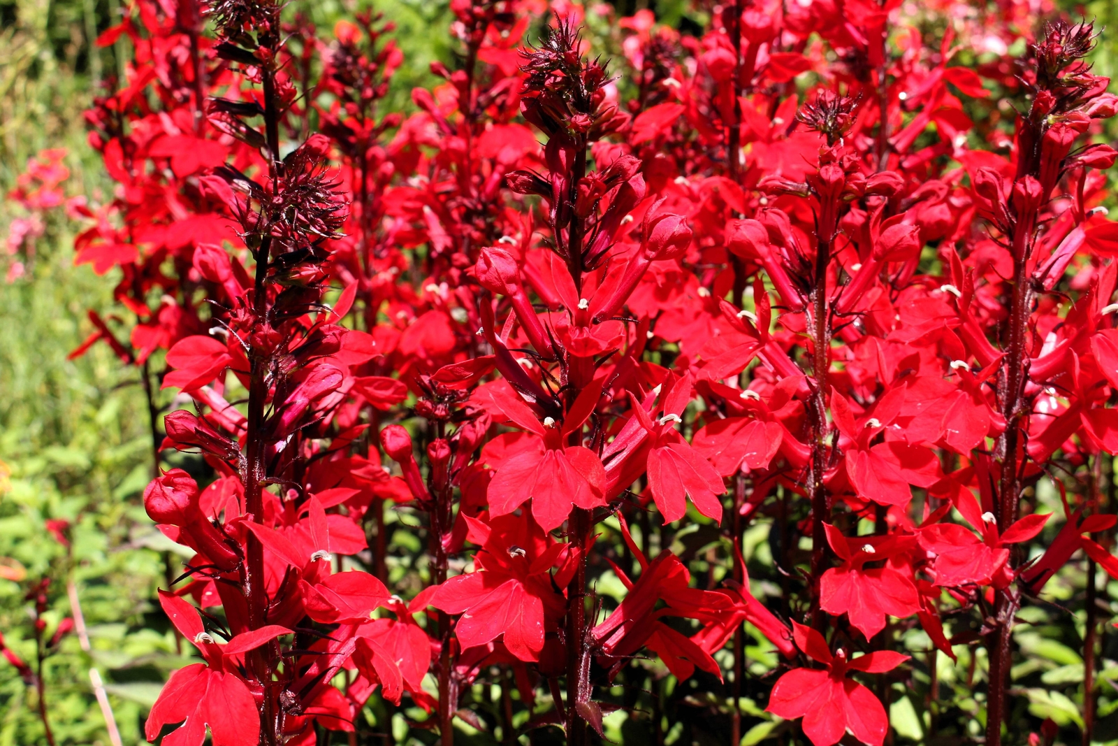 300 CARDINAL FLOWER LOBELIA Cardinalis Flower Seeds