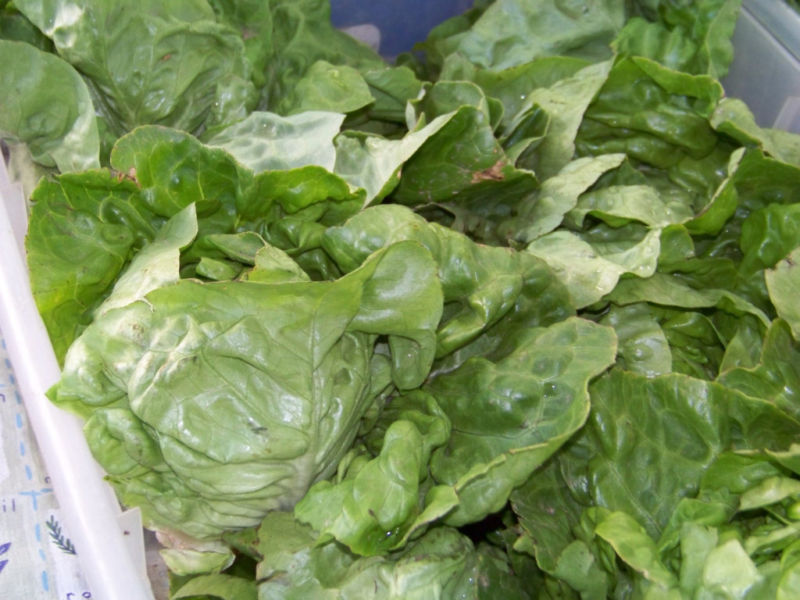 lettuce, BUTTERCRUNCH, BUTTER CRUNCH, 875 seeds! GroCo US USA