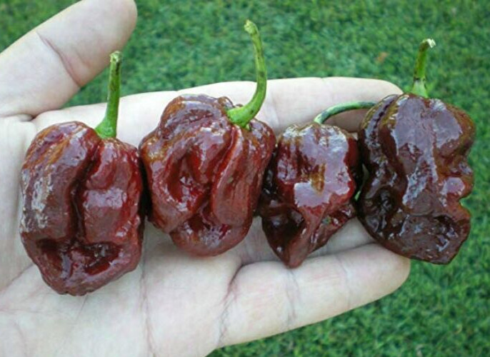 10 Newly Harvested Fresh Super-Hot Douglah Premium Pepper Seeds-A 27