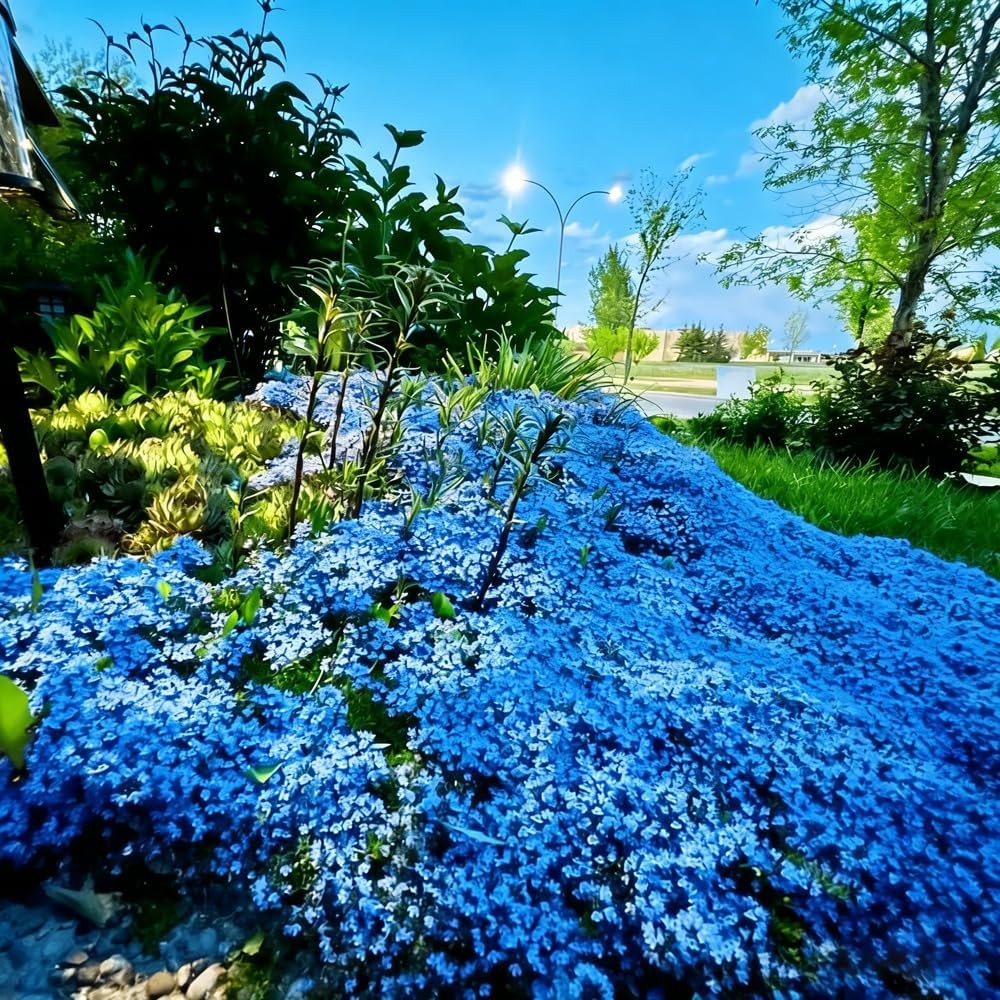 15000+ Blue Creeping Thyme Seeds Ground Cover,Blue Woolly Thyme Seeds Non-GMO He
