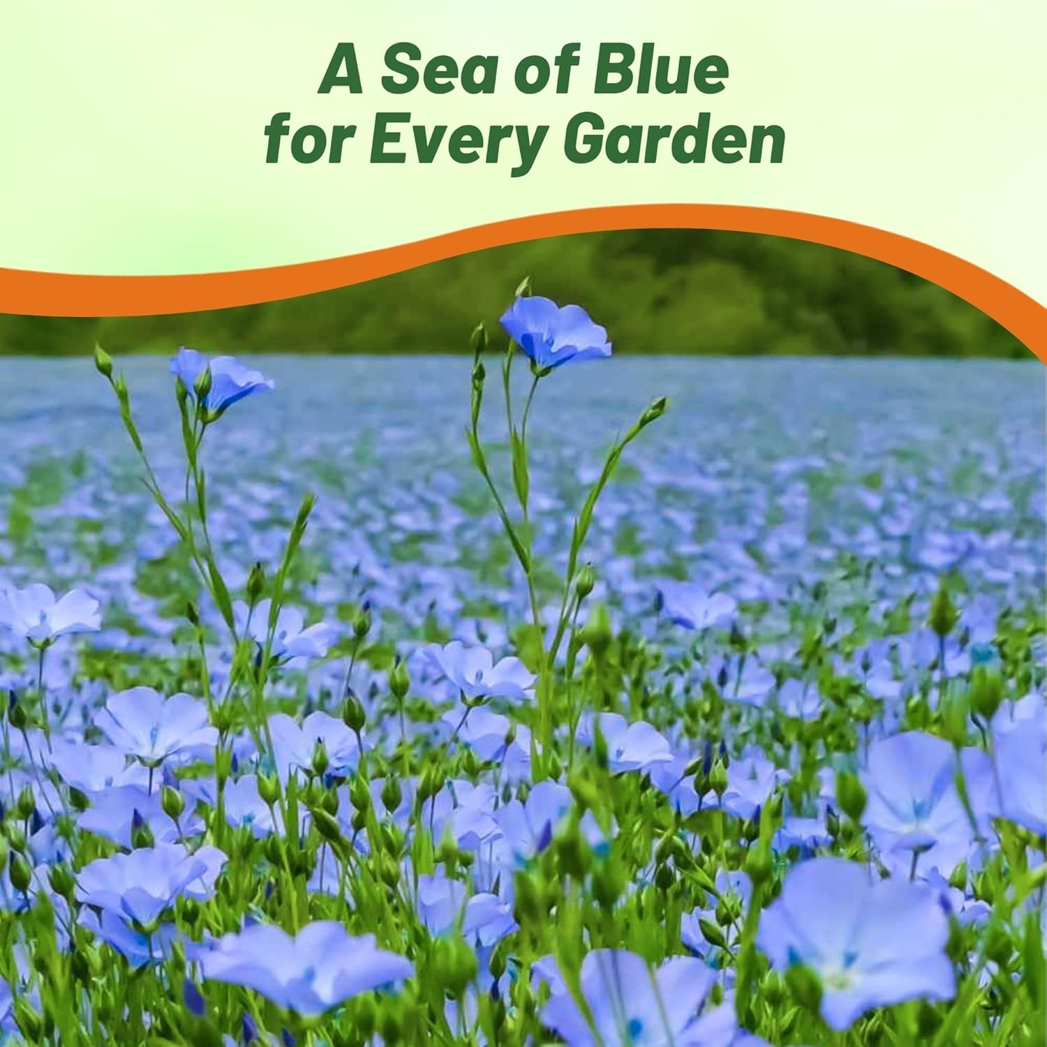 1000 Seeds Linum Usitatissimum Sky Blue Flax Drought Tolerant Plant Seed