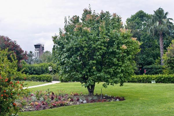 Japanese Tree Lilac, Syringa reticulata, Tree Seeds (Fast, Fragrant, Hardy)