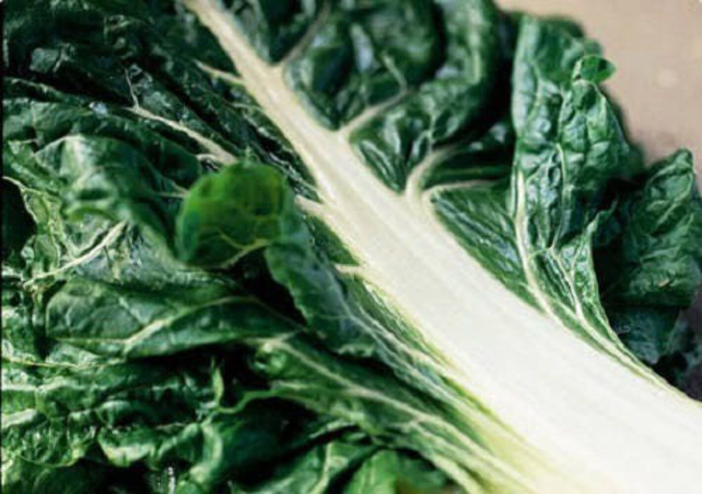 300 Fordhook GIANT SWISS CHARD Perpetual Spinach Beta Vulgaris Vegetable Seeds