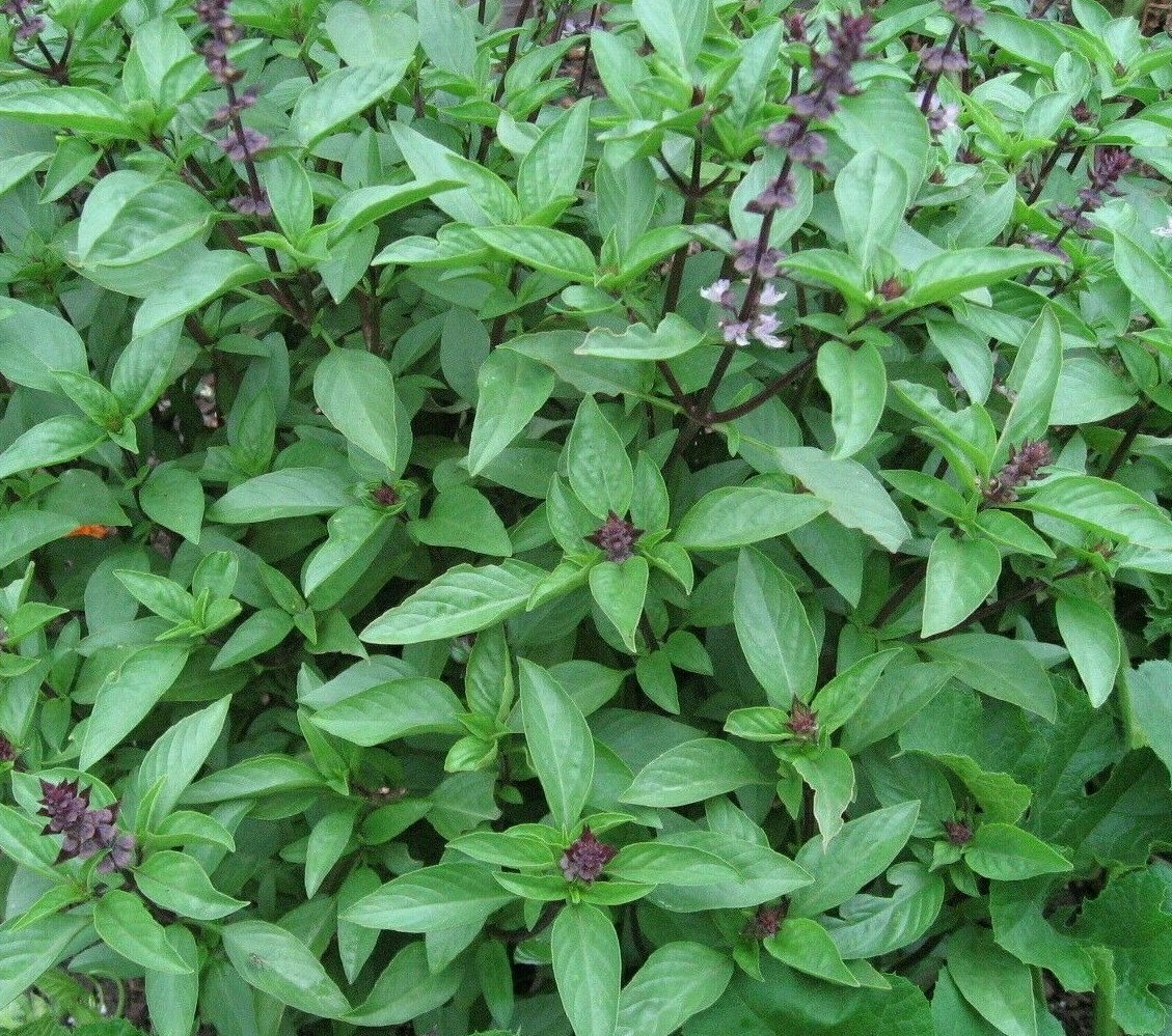 THAI BASIL SEEDS 300+ Herb Garden SPICE CULINARY cooking NON-GMO FREE SHIPPING