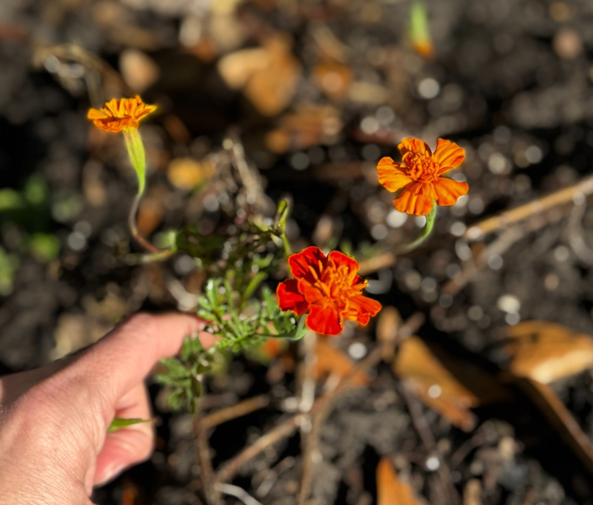 Marigold Flower Seeds – Red, Orange & Yellow Blooms (20+ Seeds)