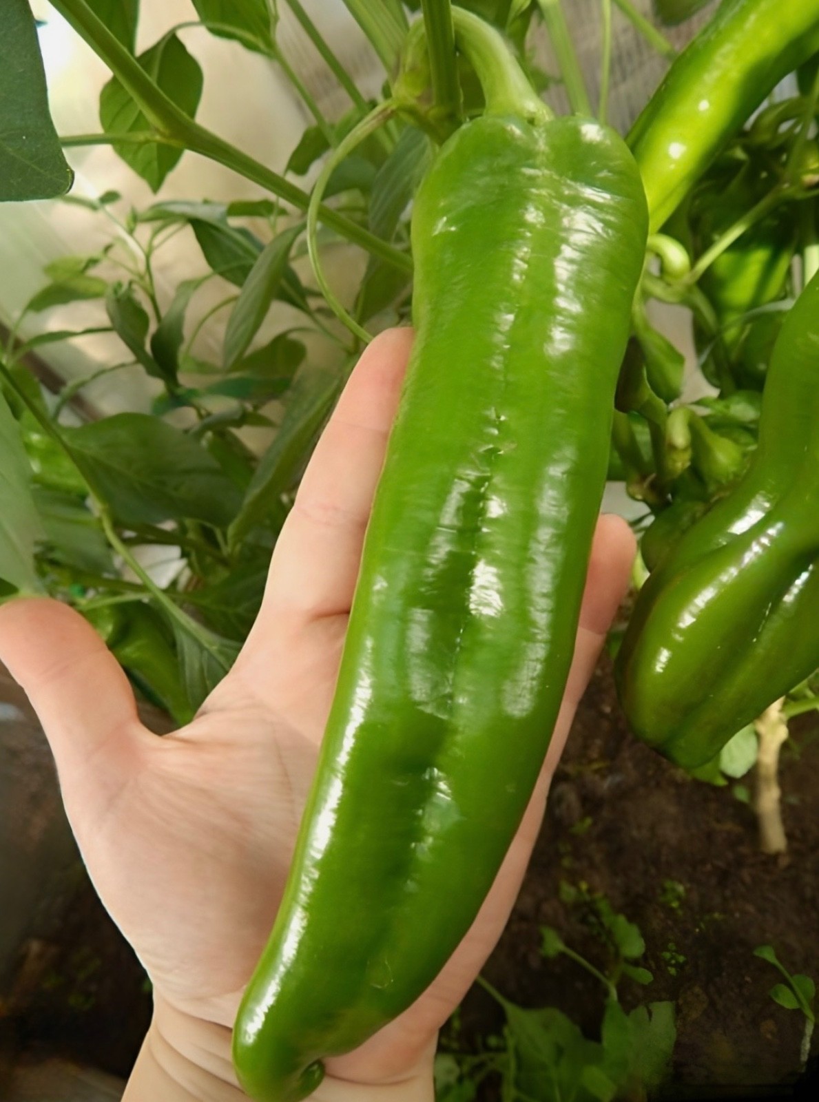 25+ NuMex Big Jim Hatch Chili Seeds, Non-GMO Heirloom, 12” Pepper, 2026 USA