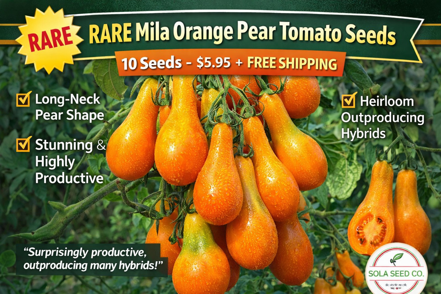 Rare Mila Orange Pear Tomato Seeds (10) Long Neck Heirloom High Yield Non-GMO
