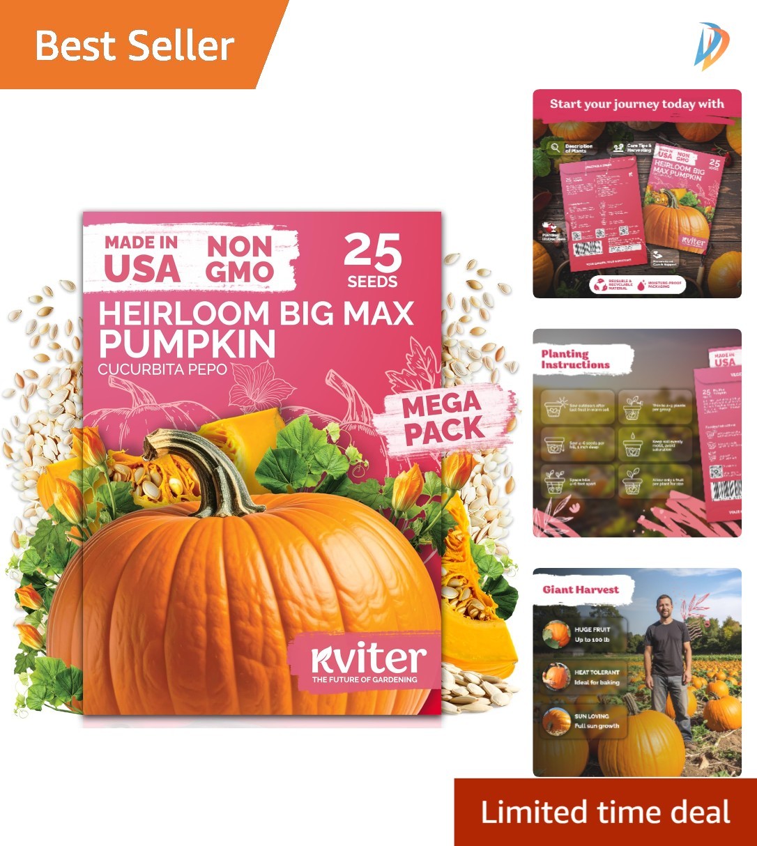 Giant 100 lbs Big Max Pumpkin Seeds – Disease Resistant & Low Maintenance