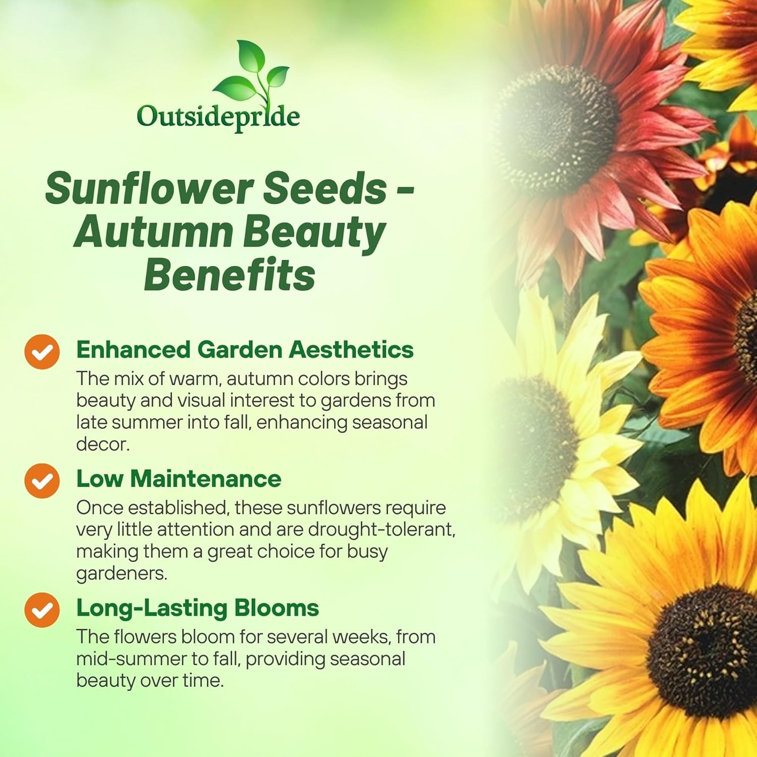 1 LB Sunflower Seeds – Sunflower Autumn Beauty Flower Seed