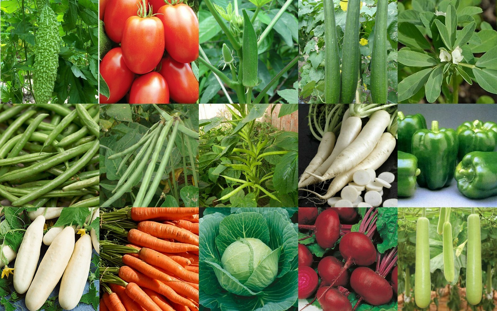 Essential Survival Kit Perfect Vegetable Garden Save Seed 5 Varieties FREE SHIP!