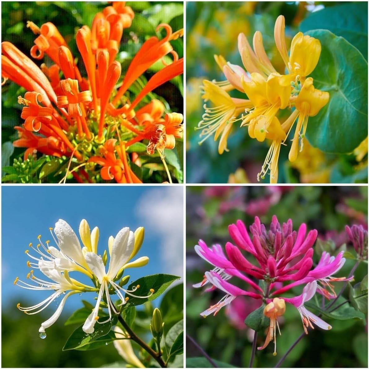 200 Honeysuckle Seeds – Non-GMO Heirloom, Fragrant Climbing Perennial Vine, Poll