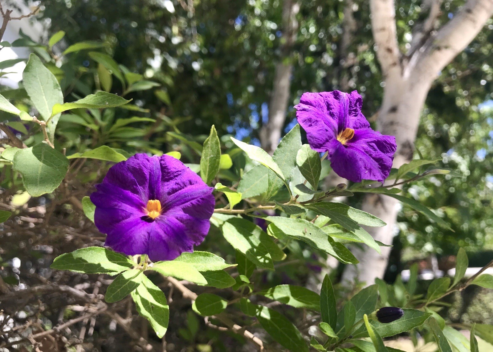 Lycianthes rantonnetii, Potato Bush – 10 stems 4-6 inches – USA seller