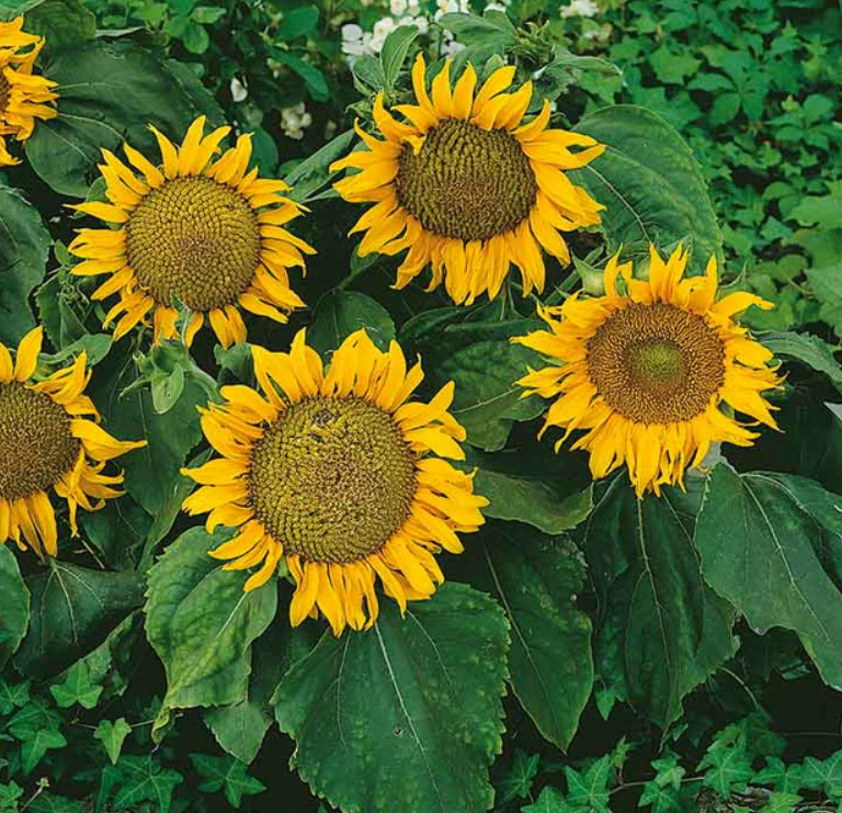 Sunflower DWARF SUNSPOT 3 Foot Sunflower 12″ Heads! Large Seeds Non-GMO 50 Seeds