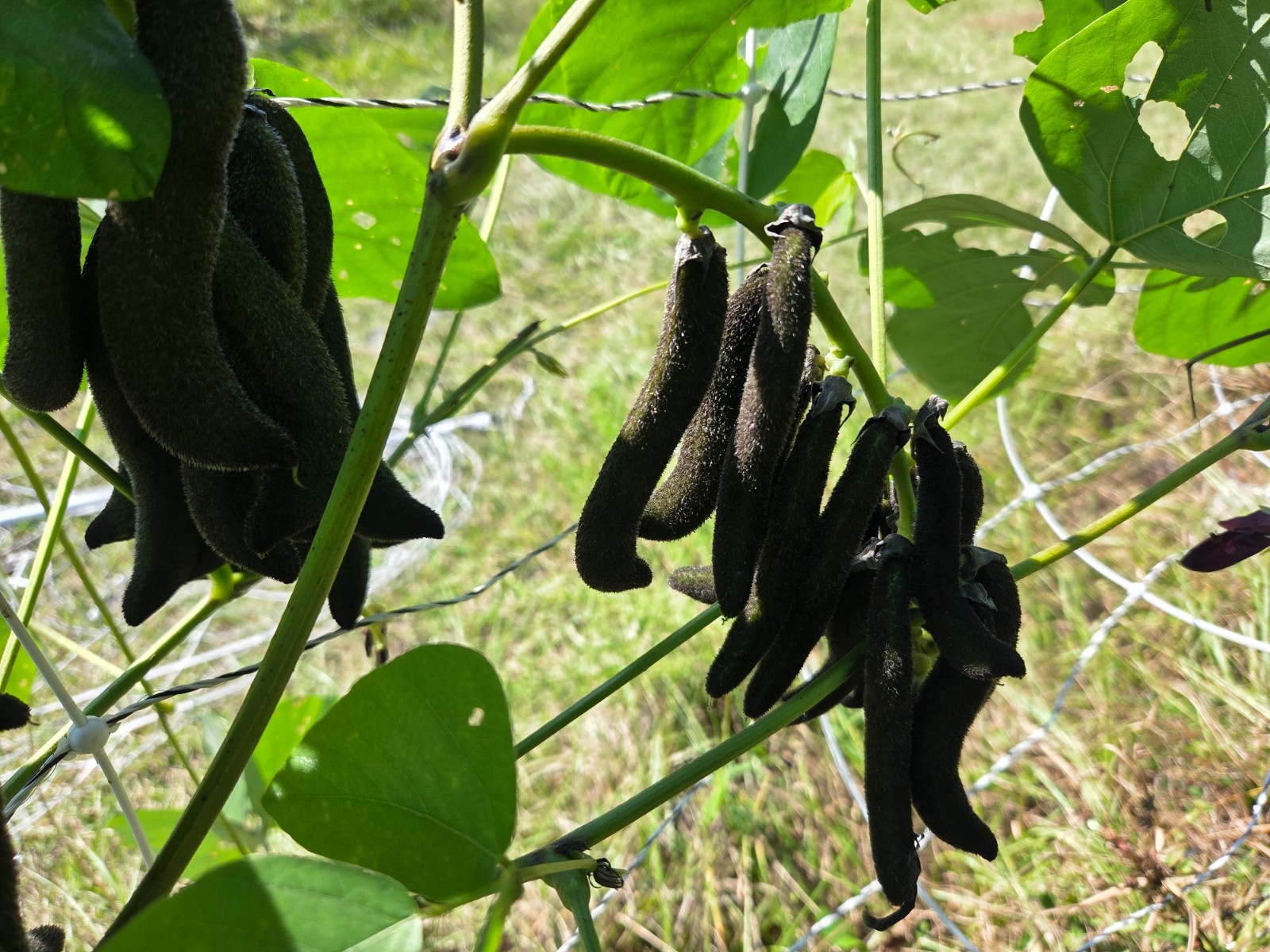 1/2 lb. Organic FL-Grown MUCUNA PRURIENS SEED PODS Whole Velvet Beans