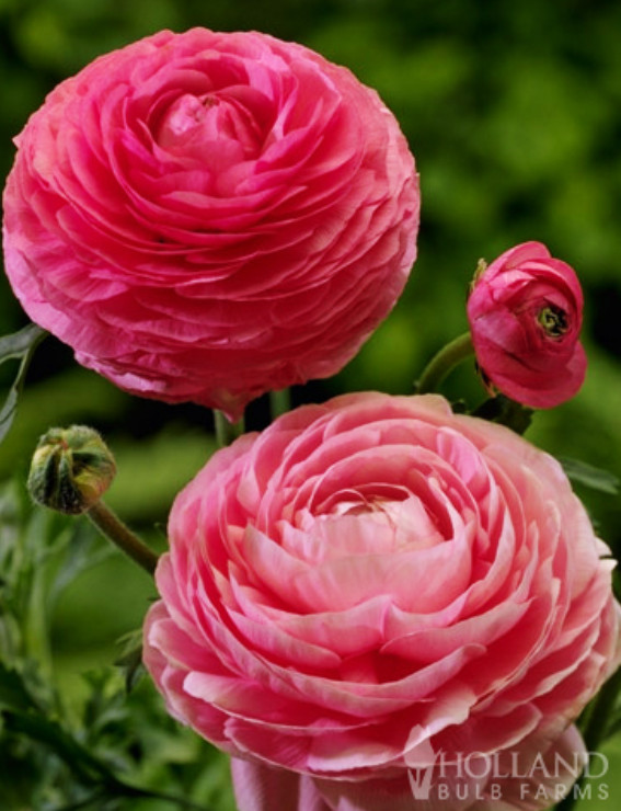 25 Mixed Buttercup Bulbs – Bright Colorful Ranunculus Flowers for Garden Plantin