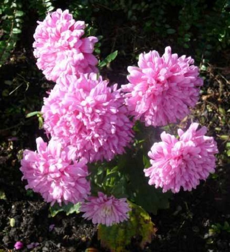 30 DUCHESS CORAL PAEONY ASTER French Peony Callistephus Flower Seeds *Comb S/H