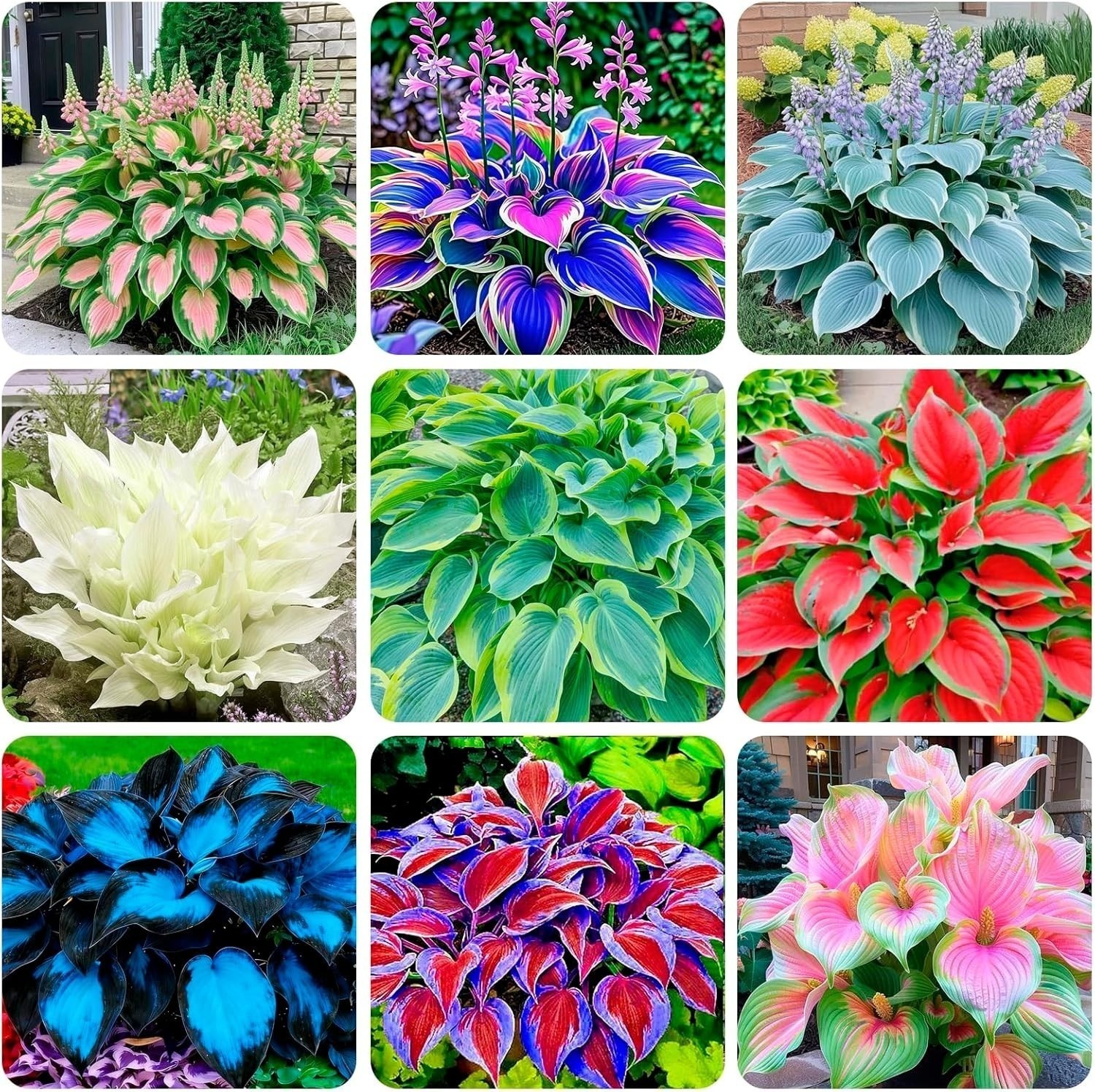 310+ Mixed Color Hosta Seeds for Planting – Hostas Seeds Rare Perennial, Flower