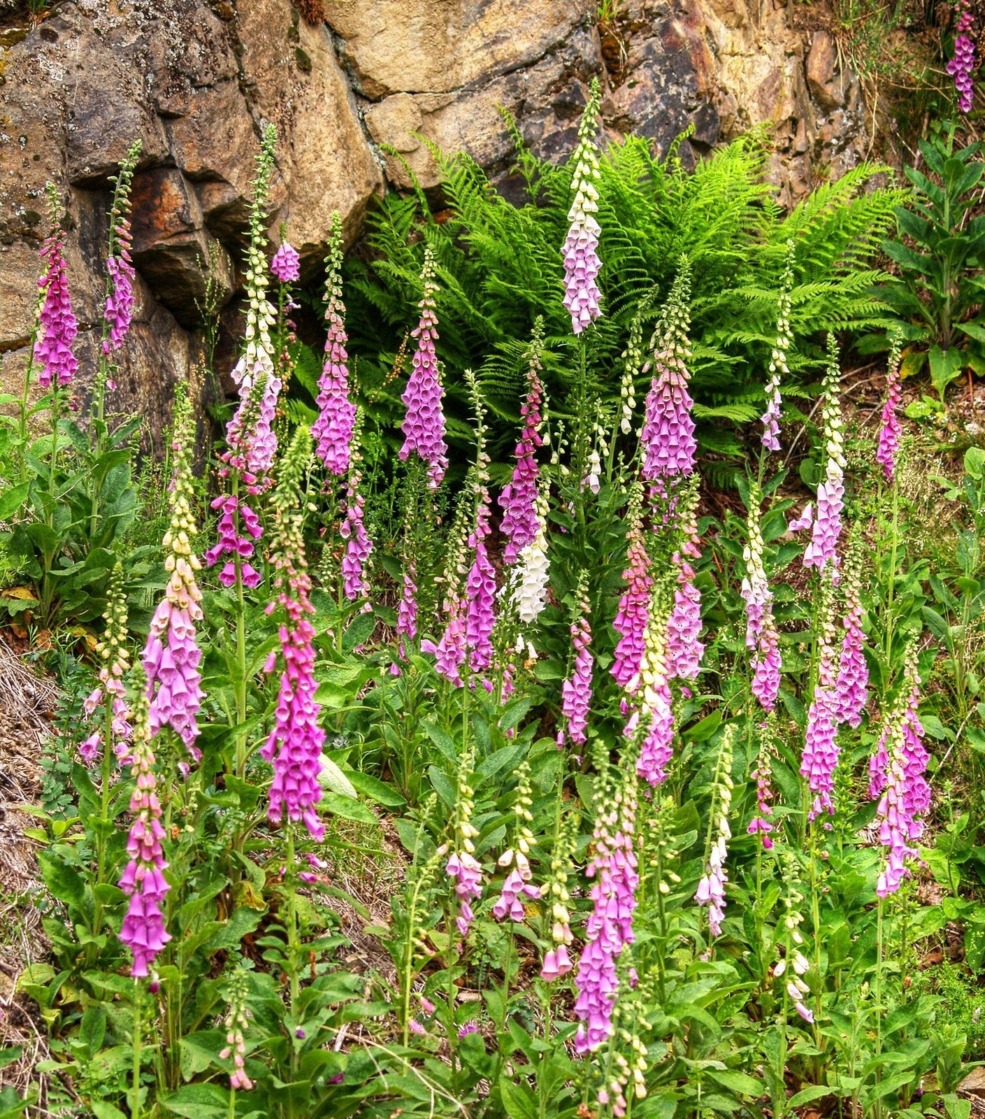 Foxglove Seeds | Mixed Colors Purple Perennial Tall Pollinator Flower Seed 2025