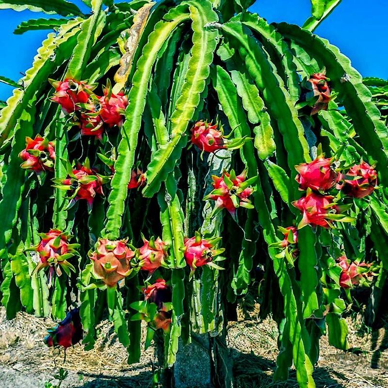 White Dragon Fruit Tree Seeds (H. Undatus) Pitahaya Strawberry Pear Cactus Vine