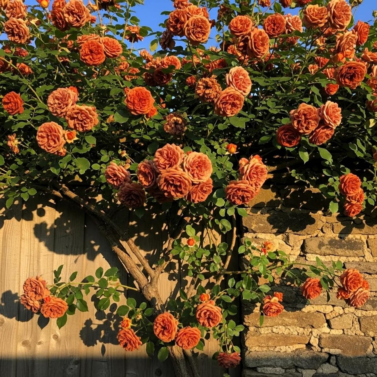Climbing Rose Seeds for Planting – 300+ Mix Climbing Rose Rosa Bush Vine Climbin
