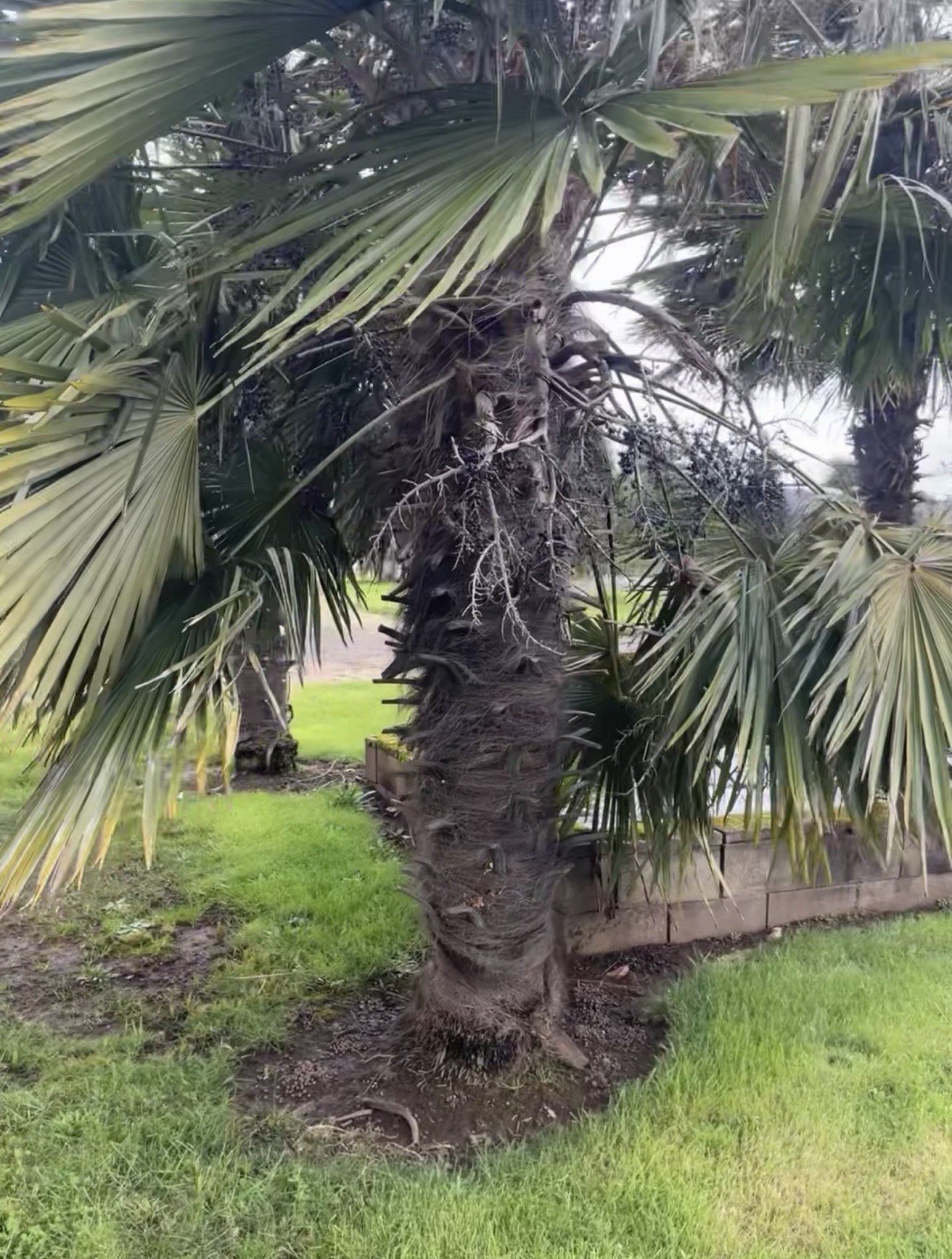 Trachycarpus Takil – Worlds Most Cold Tolerant Trunking Palm Tree -4F Seeds