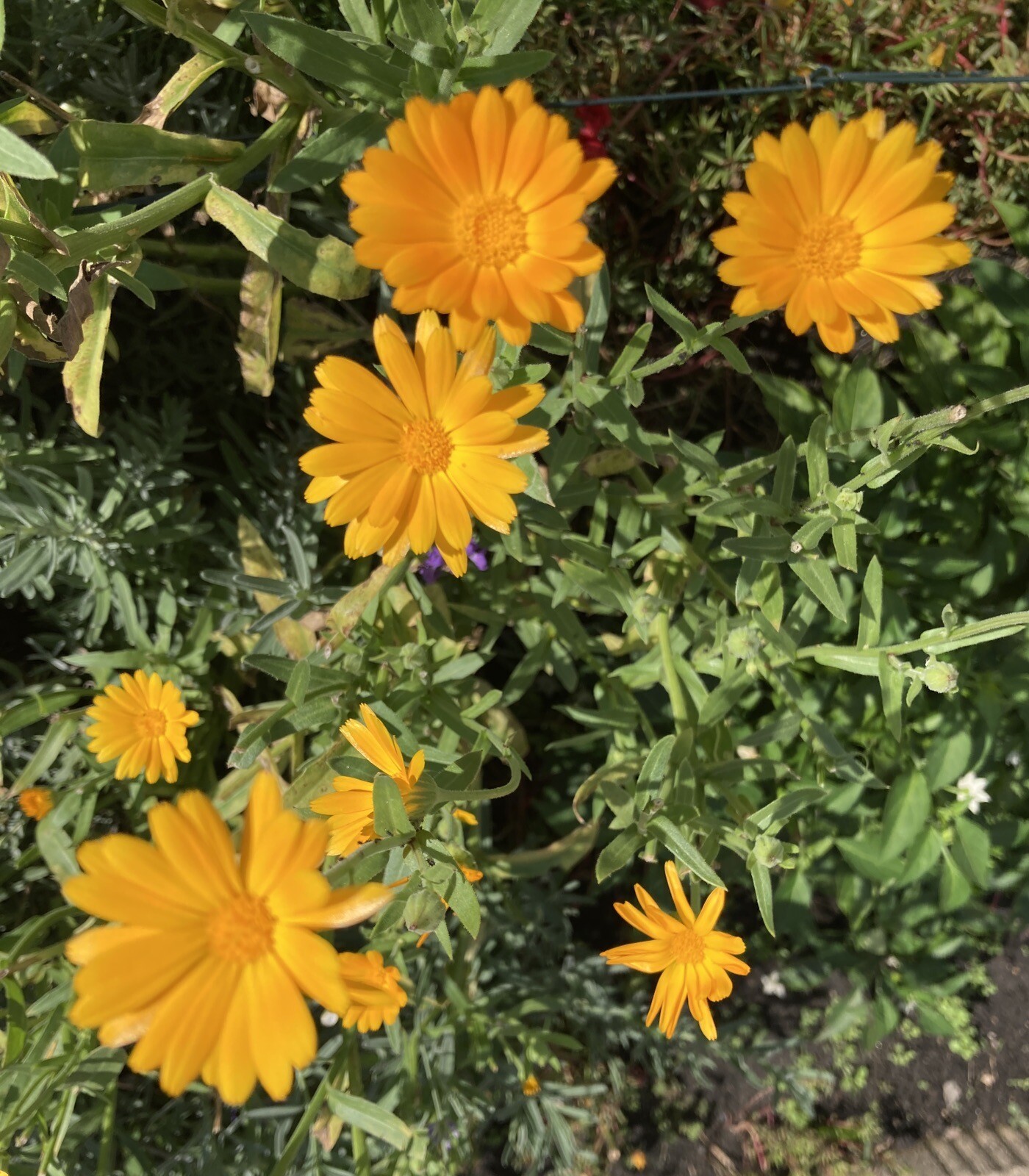 Pot Marigold, Calendula officinalis seeds 50ct, great companion plant!