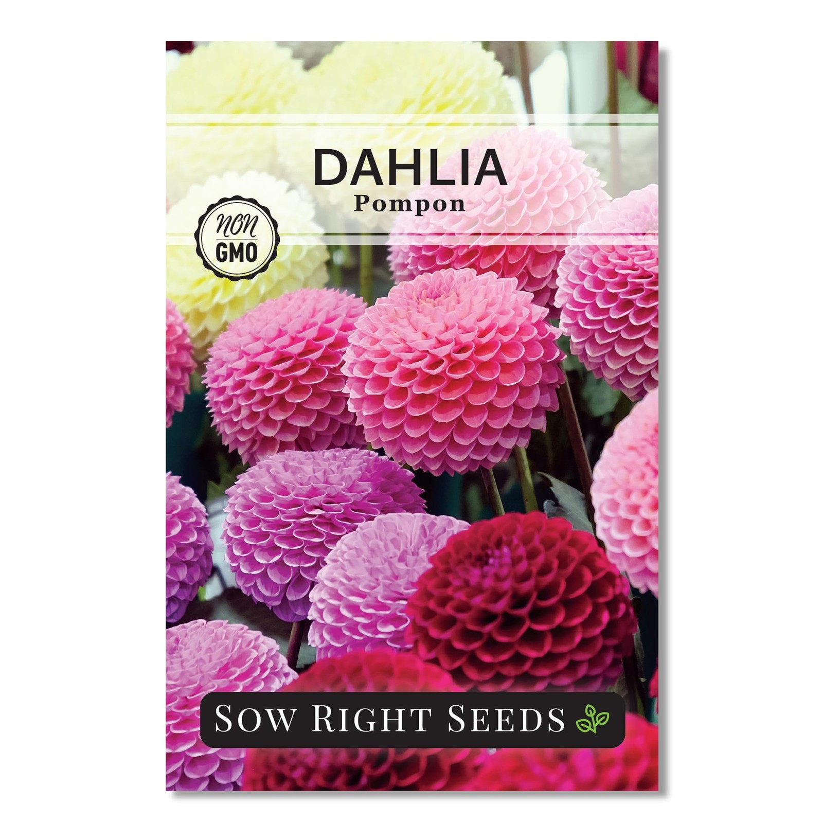 Sow Right Seeds – Pompon Dahlia for Planting – Annual Non-GMO Mix