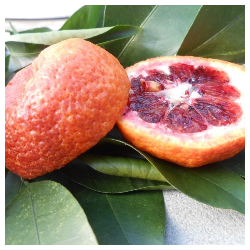 Citrus AMOA 8 – BLOOD MANDARIN ORANGE TANGOR – COLD HARDY Tree SEEDS!