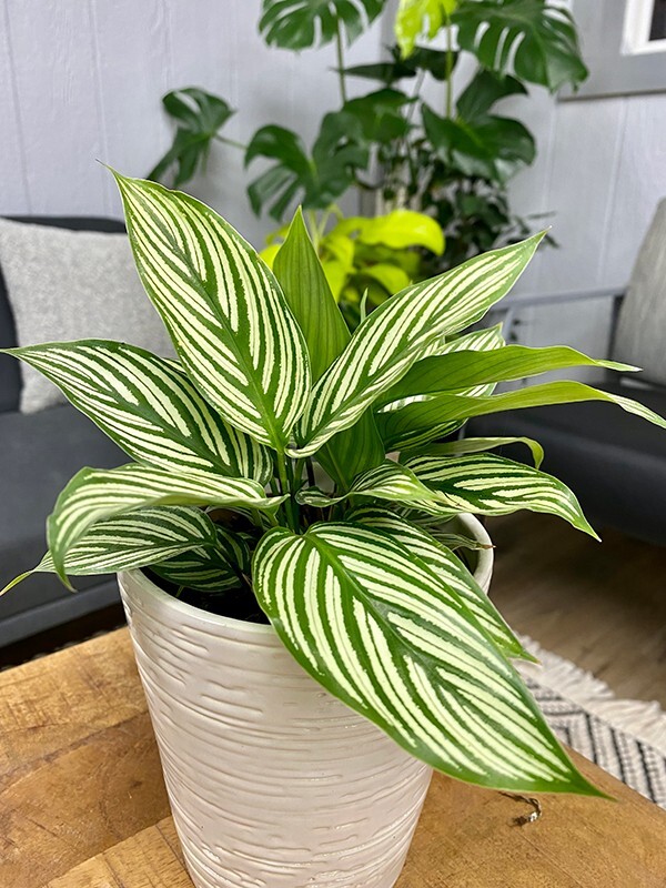 25+ Elliptica Calathea Seeds for Garden Planting – USA – FREE SHIPPING!